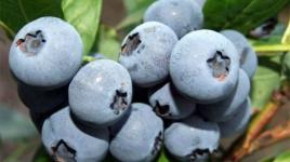 Úvod do světa kanadských borůvek