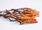 Cordyceps patří vitální houby a dokáže pěkně zvýšit fyzický výkon.