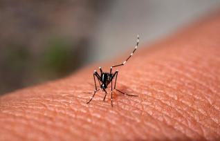 Co funguje proti komárům? Víme!