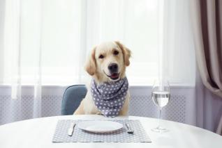 Co pes smí a nesmí jíst? Máme pro tebe stručný přehled.