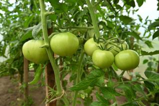 I zelená rajčata se dají konzumovat, jen se jim musí nejdřív trošku pomoct.