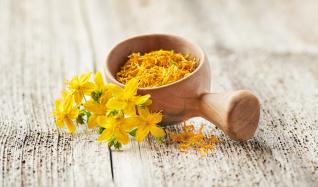 Třezalka je balzámem na duši, ale pomůže třeba i se spáleninami.