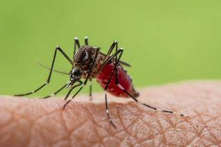 Žlutou zimnici přenáší komár Aedes aegypti.