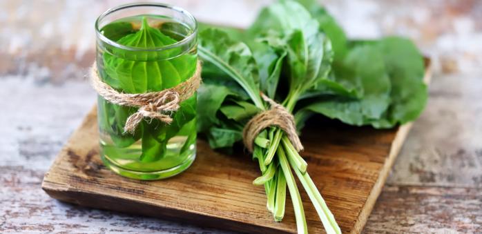 Jitrocel je úžasný přírodní lék hned na několik zdravotních potíží.