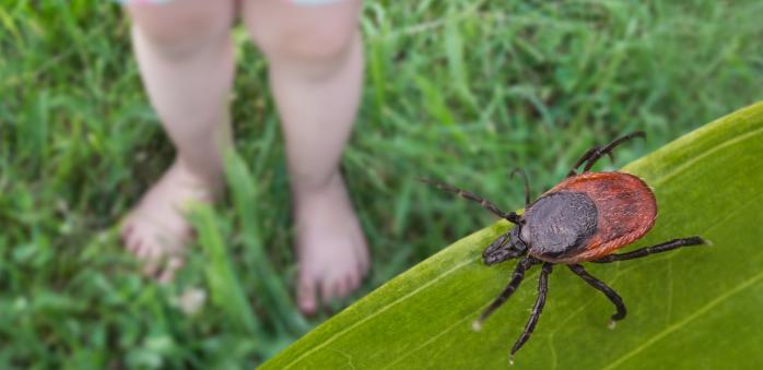 Klíště může být zákeřné, o tom všichni víme. Ale nevhodná léčba může napáchat ještě víc škody.