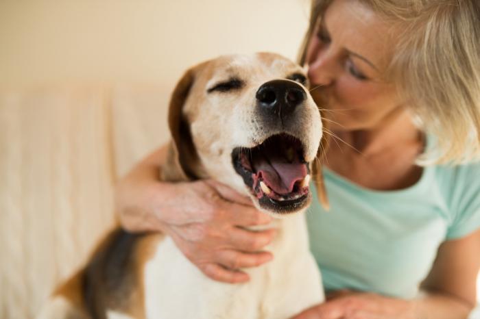 Psi se v terapii dotykem velmi osvědčují u všech věkových kategorií.