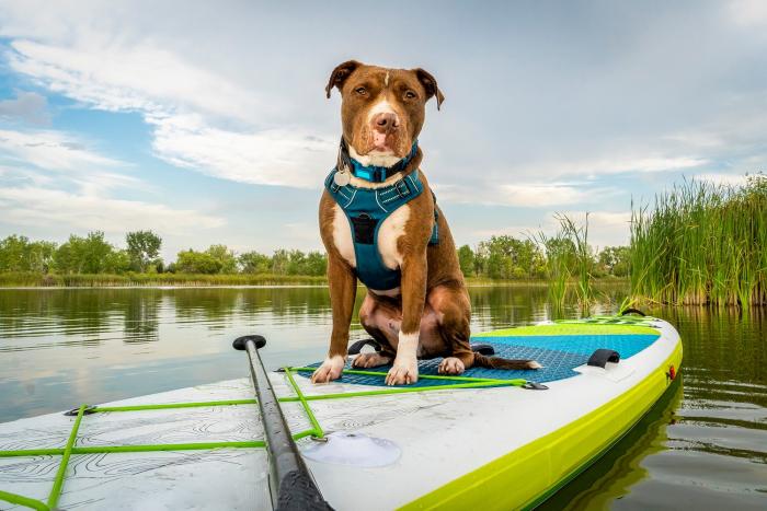 Na paddleboard můžeš vzít třeba i psa nebo dítě.