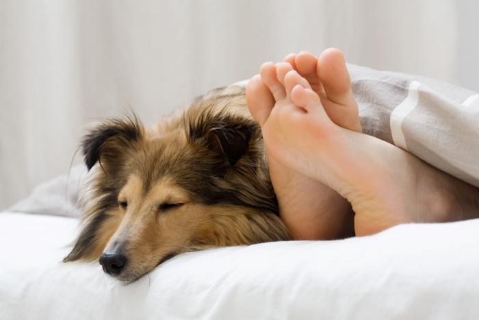 Spaní se psem v posteli je podle odborníků zdravé!