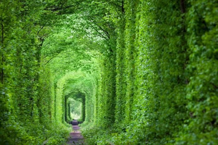 Tunel lásky je vyhledávanou atrakcí.