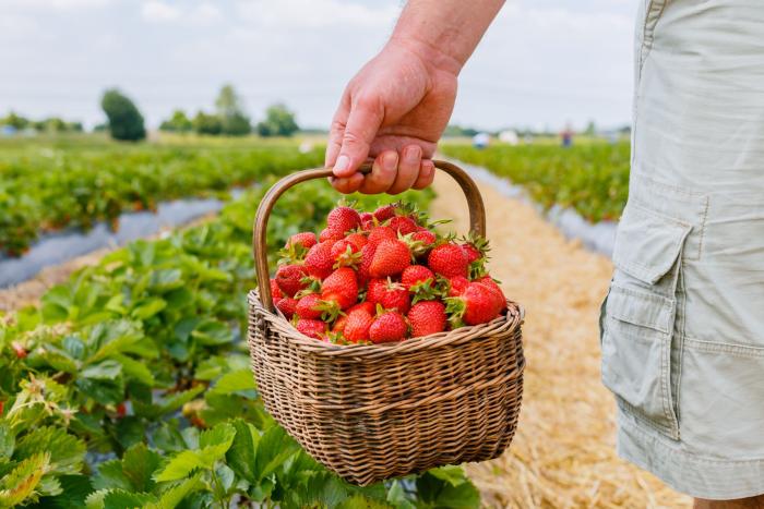Čerstvé české ovoce nemůže cenou konkurovat tomu z ciziny. Čerstvé české ovoce nemůže cenou konkurovat tomu z ciziny.