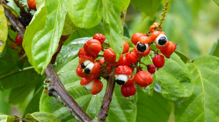 Guarana obsahuje tři látky, které společně utvářejí perfektní kombinaci.