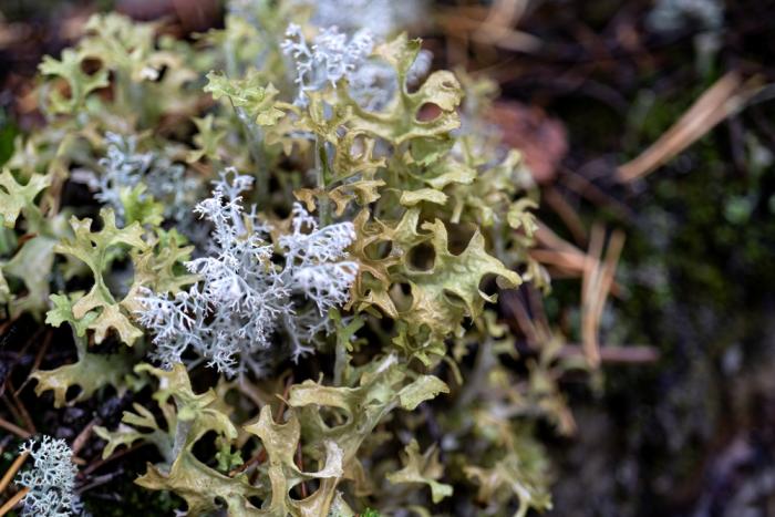 Už jsi objevila kouzlo tohohle lišejníku, nebo se teprve chystáš?