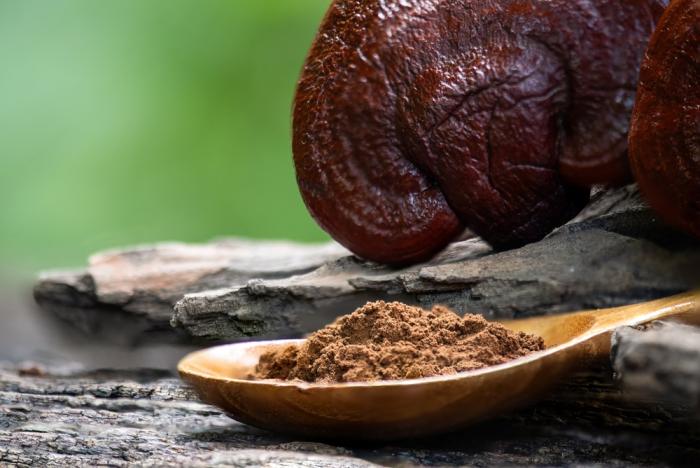 K ceněným adaptogenům patří třeba houba reishi.
