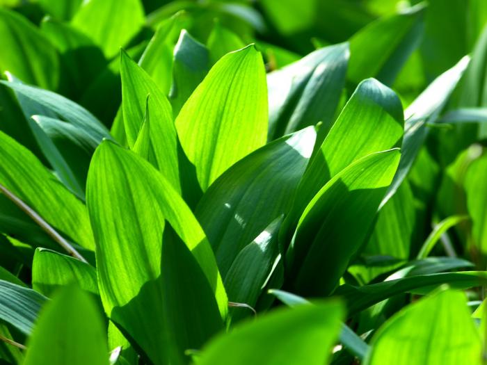 Medvědí česnek je skvělý antioxidant. Medvědí česnek je skvělý antioxidant.